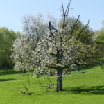 Jahreskreisfest Ostara